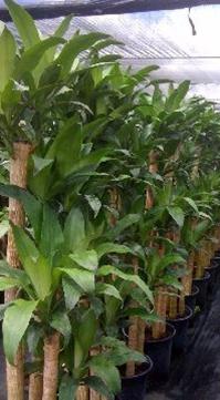 14" Dracaena Corn Fragrans 5-4-3-2